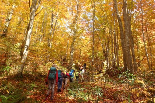 奇跡の森を訪ねて 白神山地探訪 関西を出発拠点とした少人数山旅企画 山旅人 やまたびと