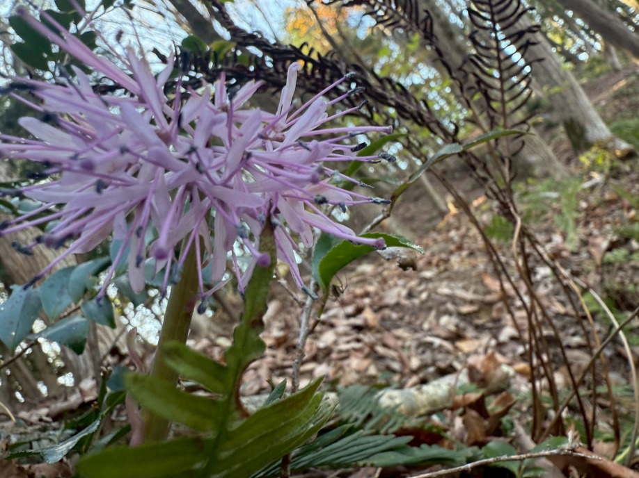 ユーザードキュメント