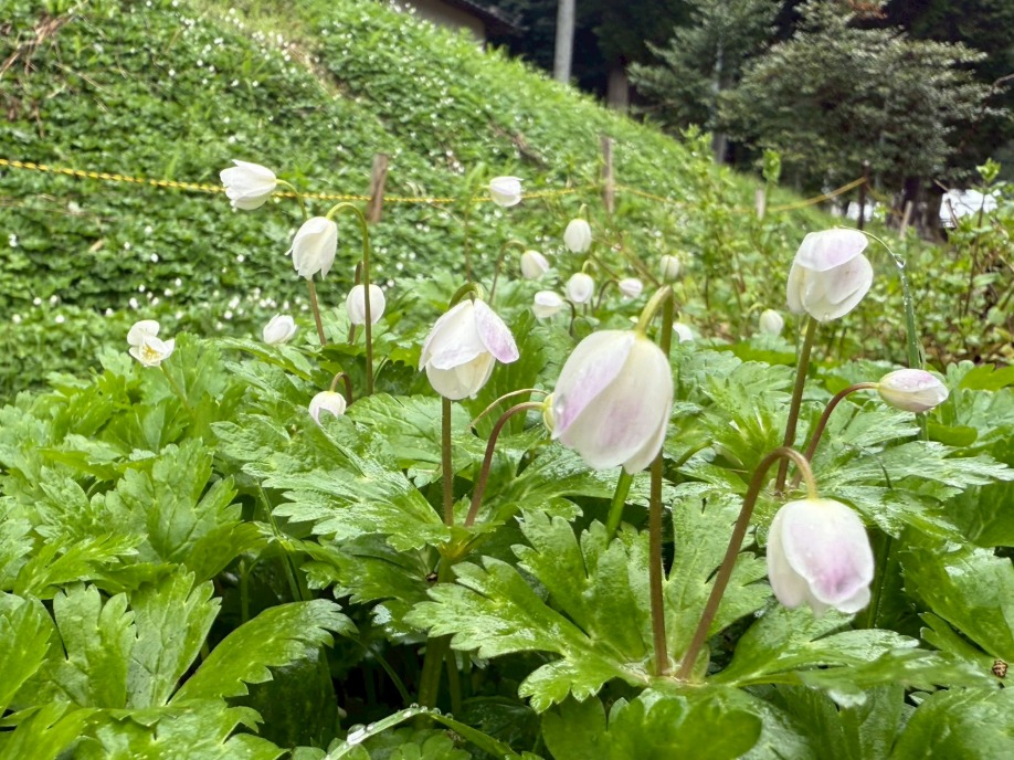 ユーザードキュメント