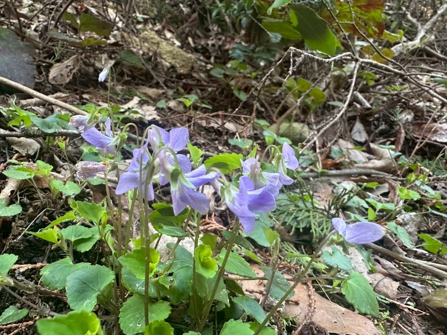 ユーザードキュメント