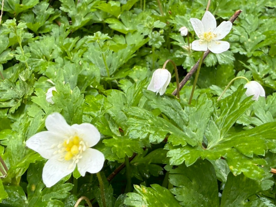 ユーザードキュメント