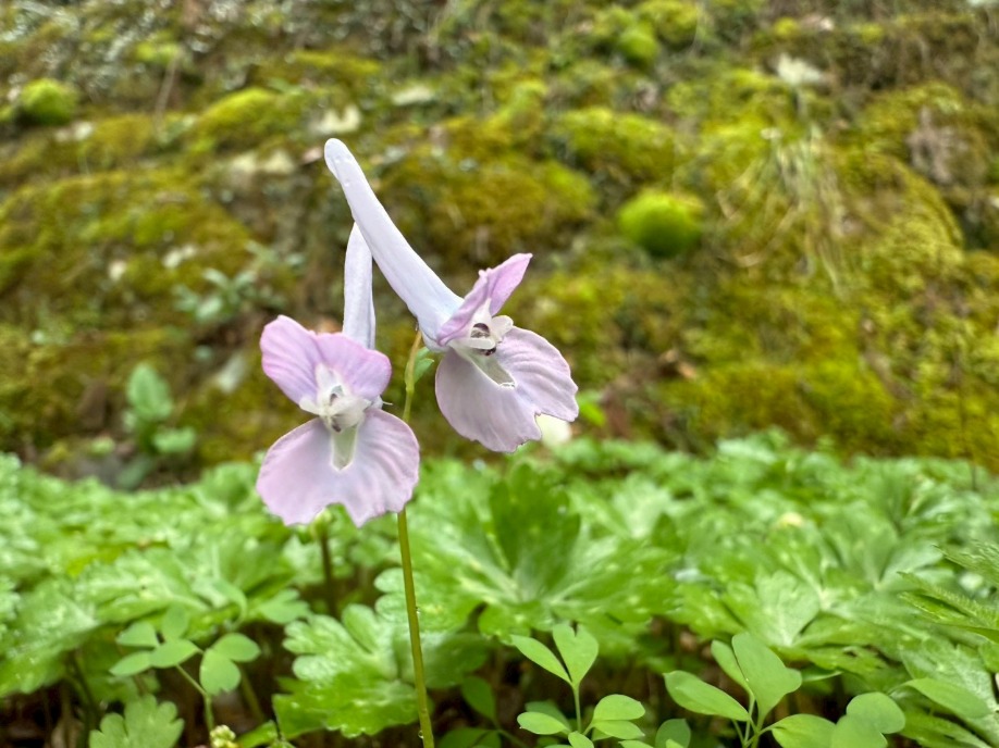 ユーザードキュメント