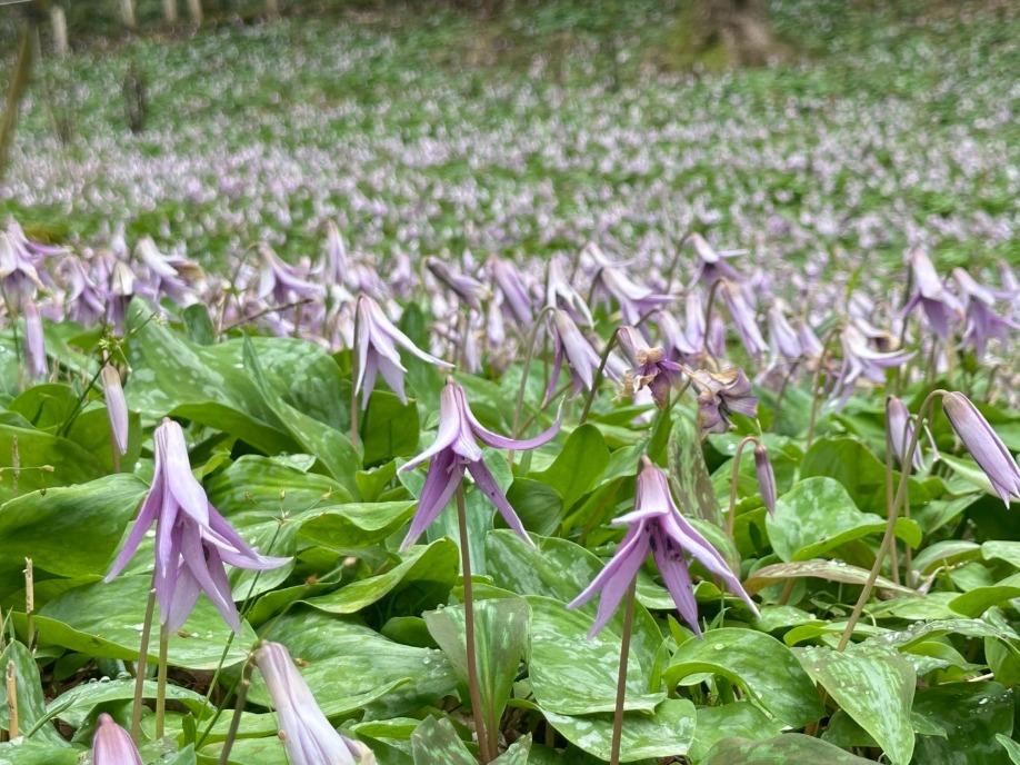 ユーザードキュメント