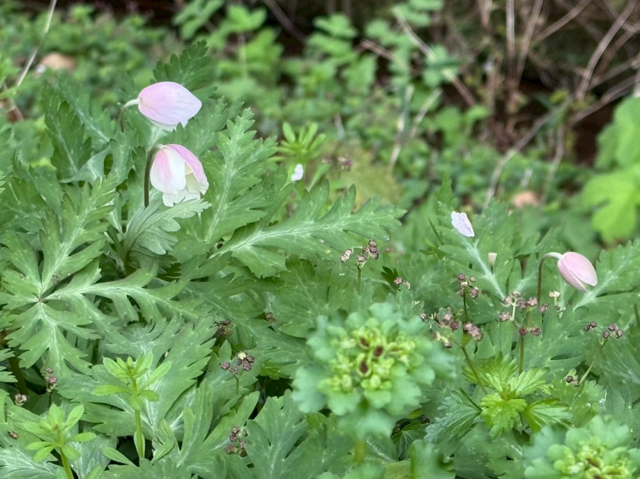 ユーザードキュメント