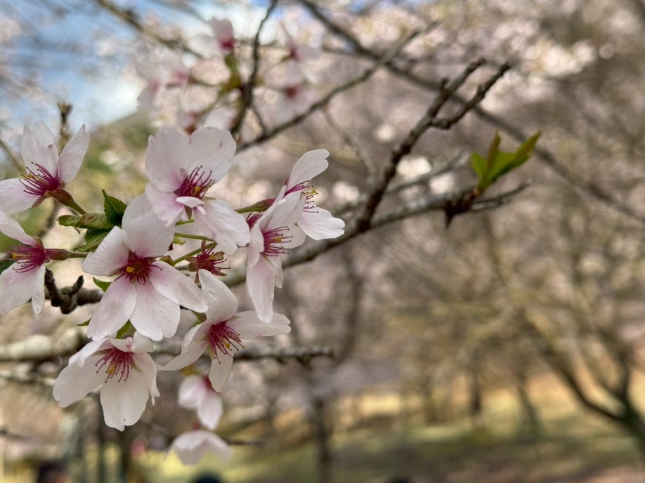 ユーザードキュメント